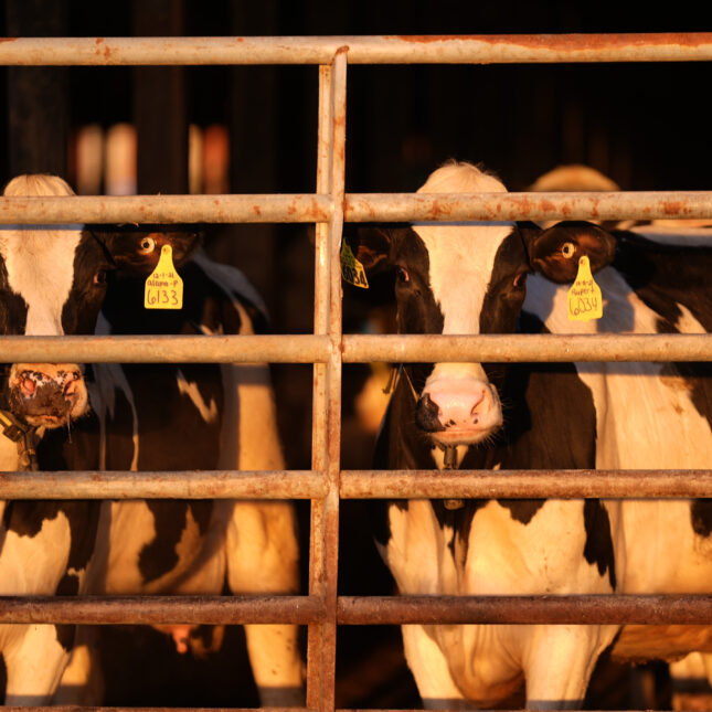 Dairy cows stand together at a farm, Monday, April 1, 2024, in Clinton, Maine.