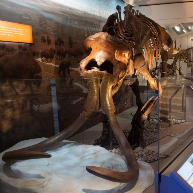 wooly mammoth skeleton