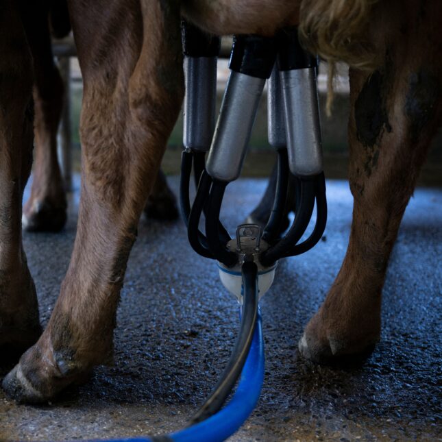 Close up of a cow being milked by machine for story about bird flu spreading to dairy workers in the U.S.