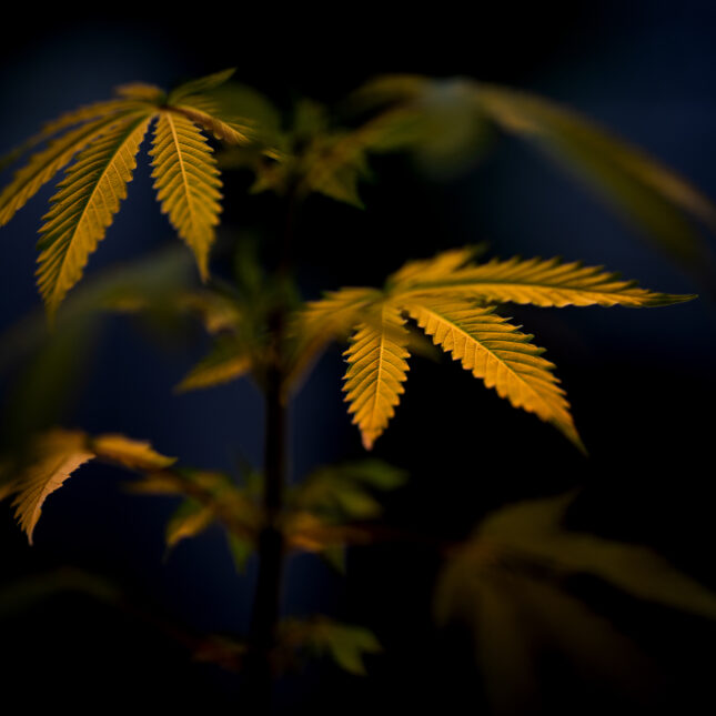 A cannabis plant reflects greenish-yellow light under the dark blue sky — first opinion coverage from STAT