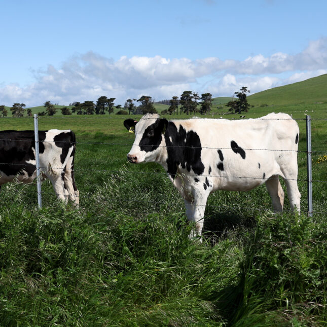 Behind a steel fence, three dairy cows stand in a grassy field under a cloudy blue sky. The H5N1 virus is moving around the country with livestock — First Opinion coverage from STAT