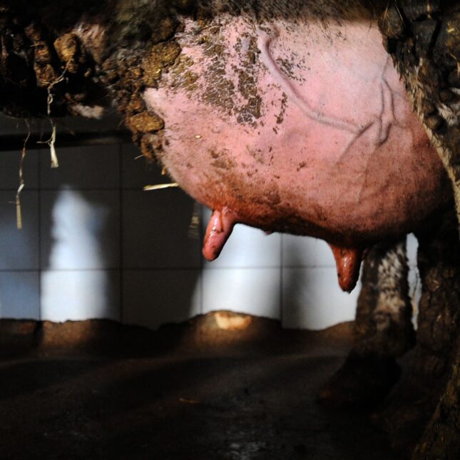 The udder of a dairy cow illuminated in a dim farm — Health coverage from STAT