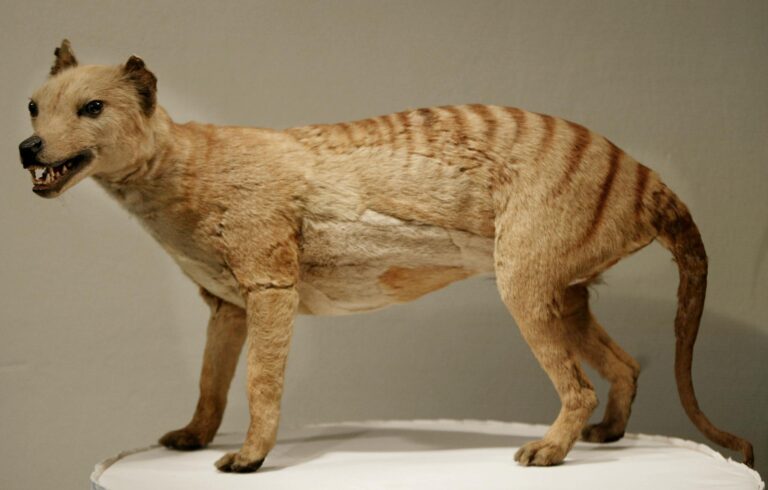 A Tasmanian tiger (Thylacine), which was declared extinct in 1936, is displayed at the Australian Museum in Sydney. -- coverage from STAT