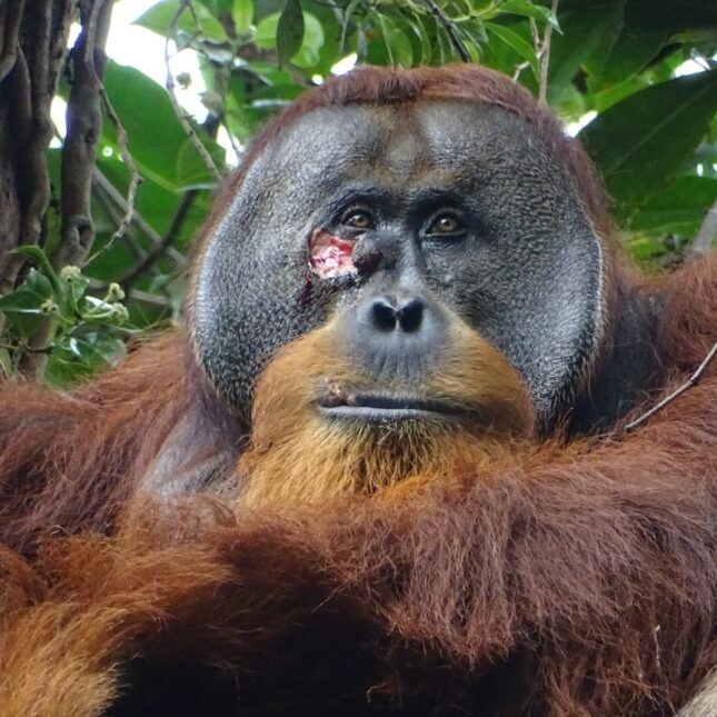 Facial wound of adult flanged male Rakus. -- health coverage from STAT